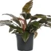 Philodendron (Philodendron 'Imperial Red') D 34 H 90 Cm -Groene Bloom Winkel 8718233154101 1