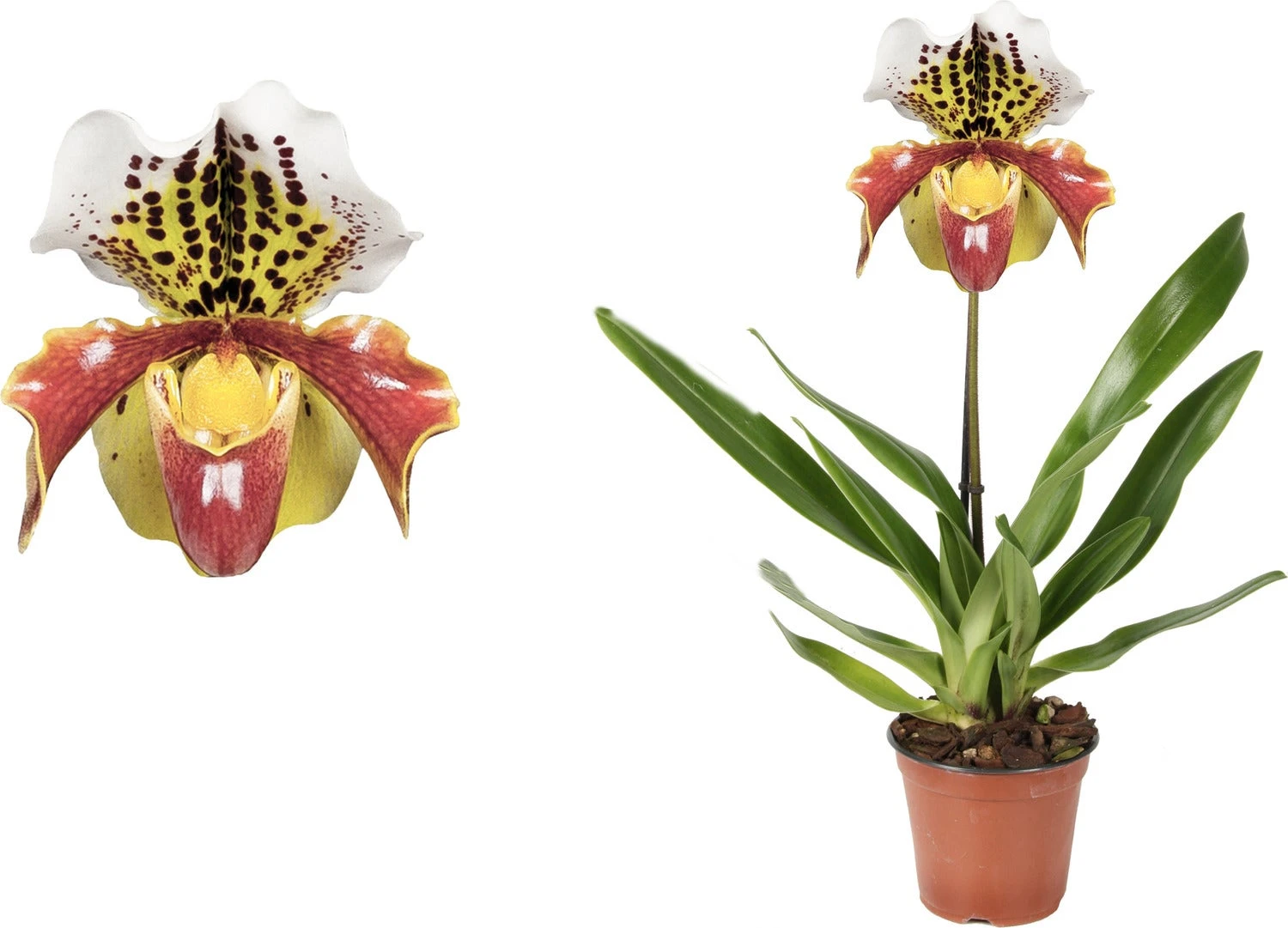 Venusschoen (Paphliopedilum) D 12 H 35 Cm 3 Venusschoen (Paphliopedilum) D 12 H 35 Cm