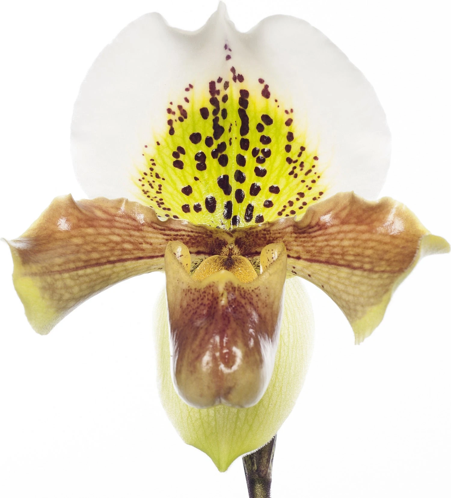 Venusschoen (Paphliopedilum) D 12 H 35 Cm 4 Venusschoen (Paphliopedilum) D 12 H 35 Cm - Afbeelding 2