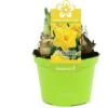 Narcis (Narcissus 'Gold Medal') D 12 H 14 Cm 1 Narcis (Narcissus 'Gold Medal') D 12 H 14 Cm -Groene Bloom Winkel 8718924505045