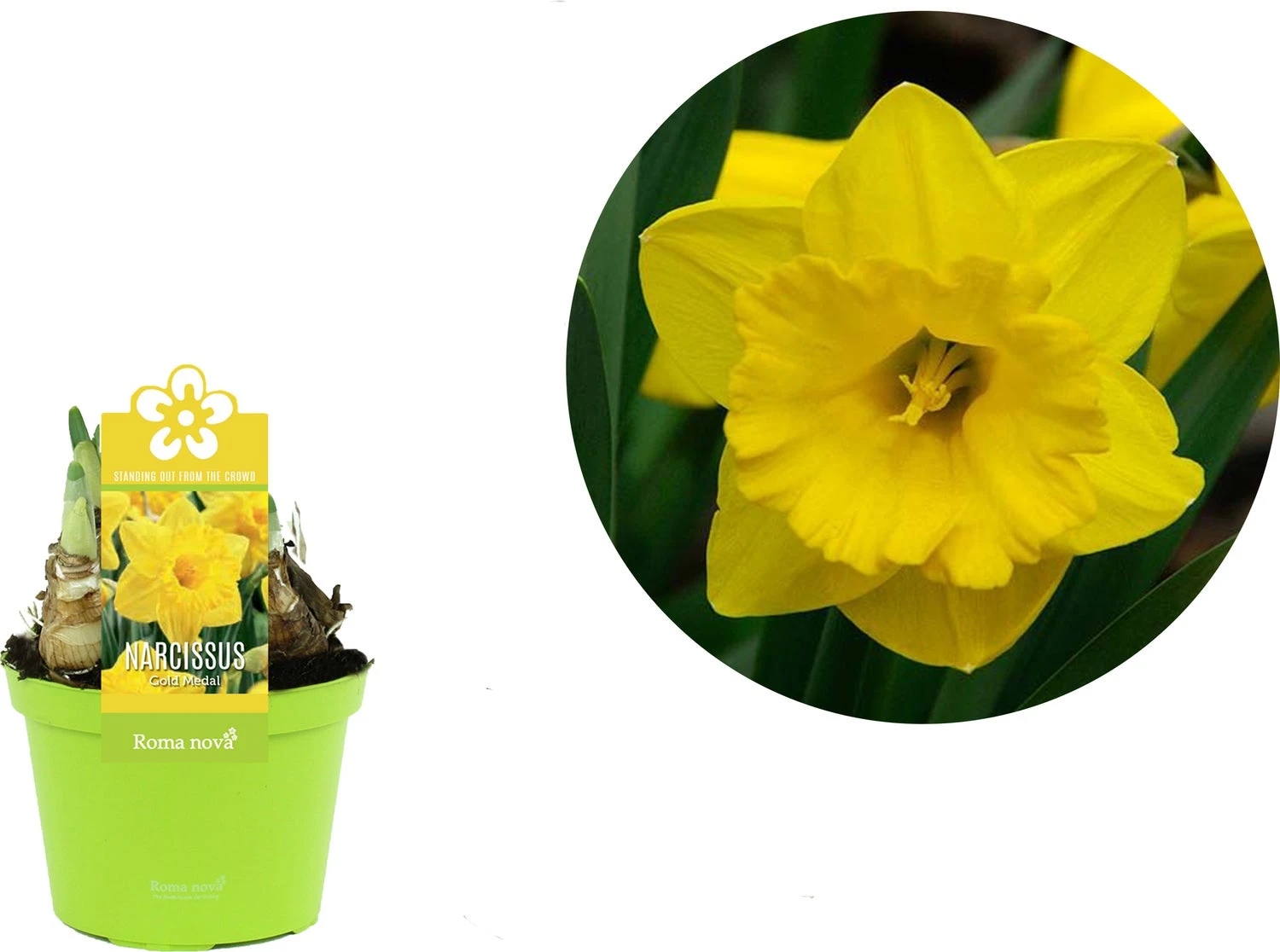 Narcis (Narcissus 'Gold Medal') D 12 H 14 Cm 4 Narcis (Narcissus 'Gold Medal') D 12 H 14 Cm - Afbeelding 2