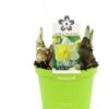 Narcis (Narcissus 'Attraction') D 12 H 14 Cm 1 Narcis (Narcissus 'Attraction') D 12 H 14 Cm -Groene Bloom Winkel 8718924505052