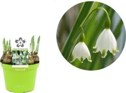Groene Bloom Winkel -Groene Bloom Winkel 8718924505359 2