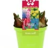 Bollen Mix (Parade Gemengd) D 12 H 12 Cm 2 Bollen Mix (Parade Gemengd) D 12 H 12 Cm -Groene Bloom Winkel 8718924505557