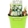 Bollen Mix (Parade Wit) D 12 H 12 Cm 2 Bollen Mix (Parade Wit) D 12 H 12 Cm -Groene Bloom Winkel 8718924506257