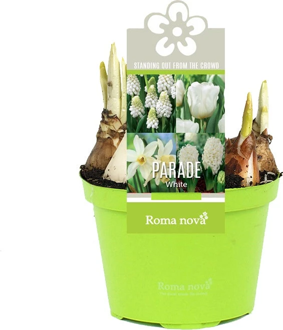 Bollen Mix (Parade Wit) D 12 H 12 Cm 3 Bollen Mix (Parade Wit) D 12 H 12 Cm