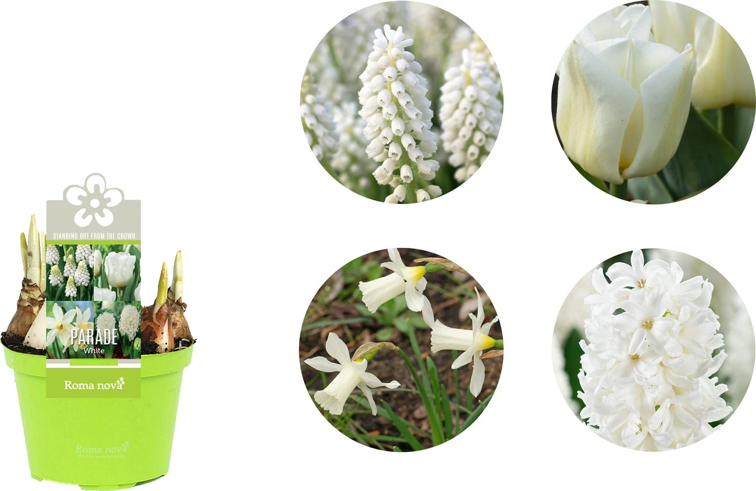 Bollen Mix (Parade Wit) D 12 H 12 Cm 4 Bollen Mix (Parade Wit) D 12 H 12 Cm - Afbeelding 2