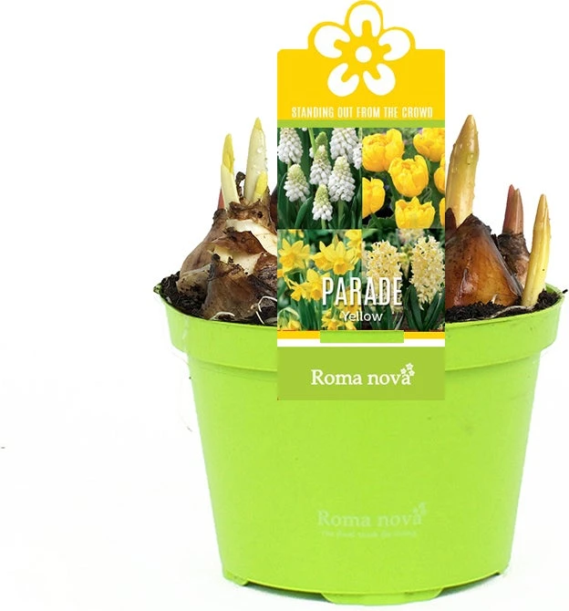 Bollen Mix (Parade Geel) D 12 H 12 Cm 3 Bollen Mix (Parade Geel) D 12 H 12 Cm