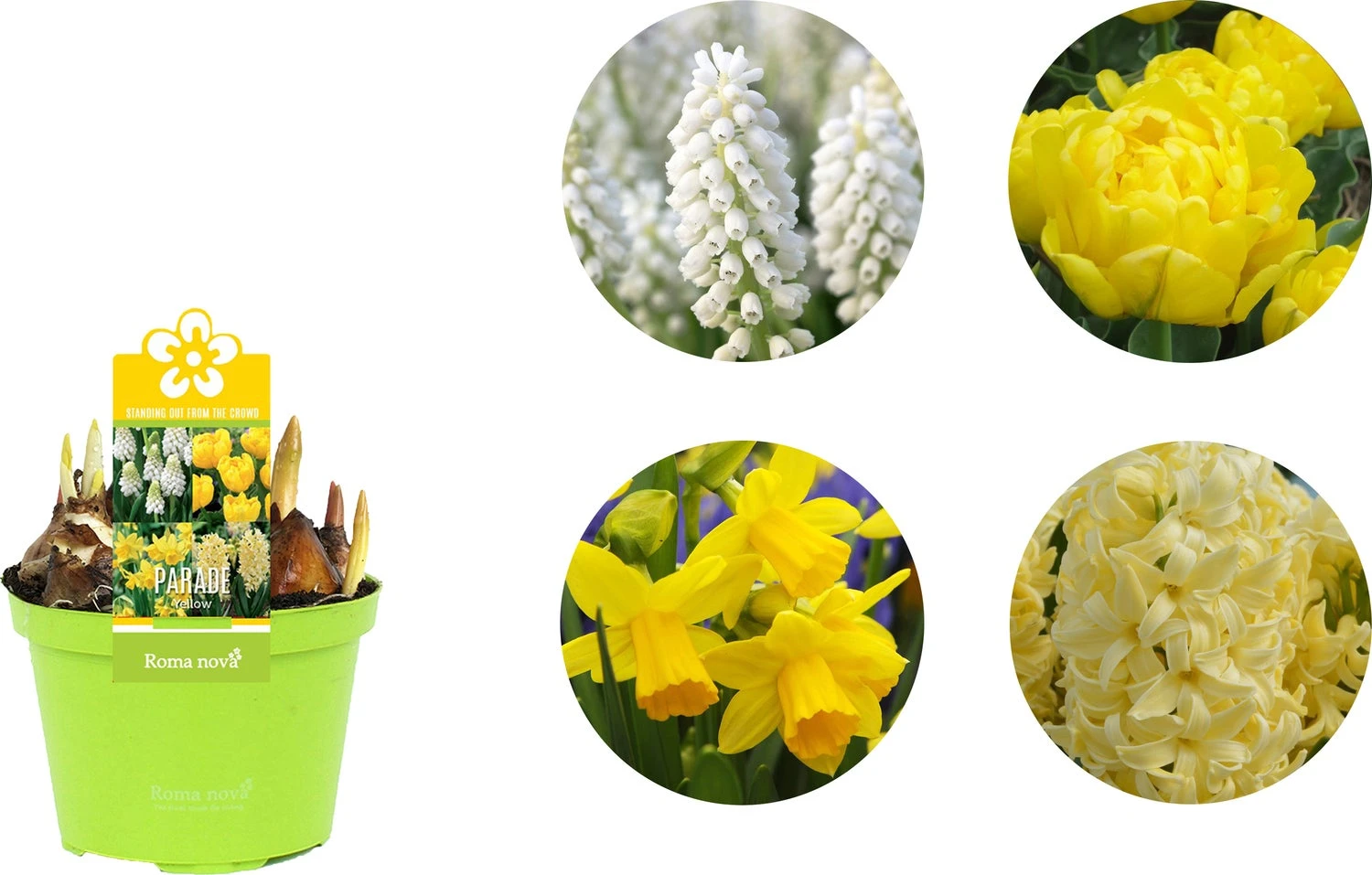 Bollen Mix (Parade Geel) D 12 H 12 Cm 4 Bollen Mix (Parade Geel) D 12 H 12 Cm - Afbeelding 2