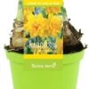 Narcis (Narcissus 'Tete Boucle') D 12 H 12 Cm -Groene Bloom Winkel 8718924506448