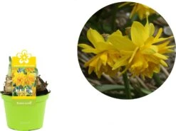 Narcis (Narcissus 'Tete Boucle') D 12 H 12 Cm 5 Narcis (Narcissus 'Tete Boucle') D 12 H 12 Cm -Groene Bloom Winkel 8718924506448 2