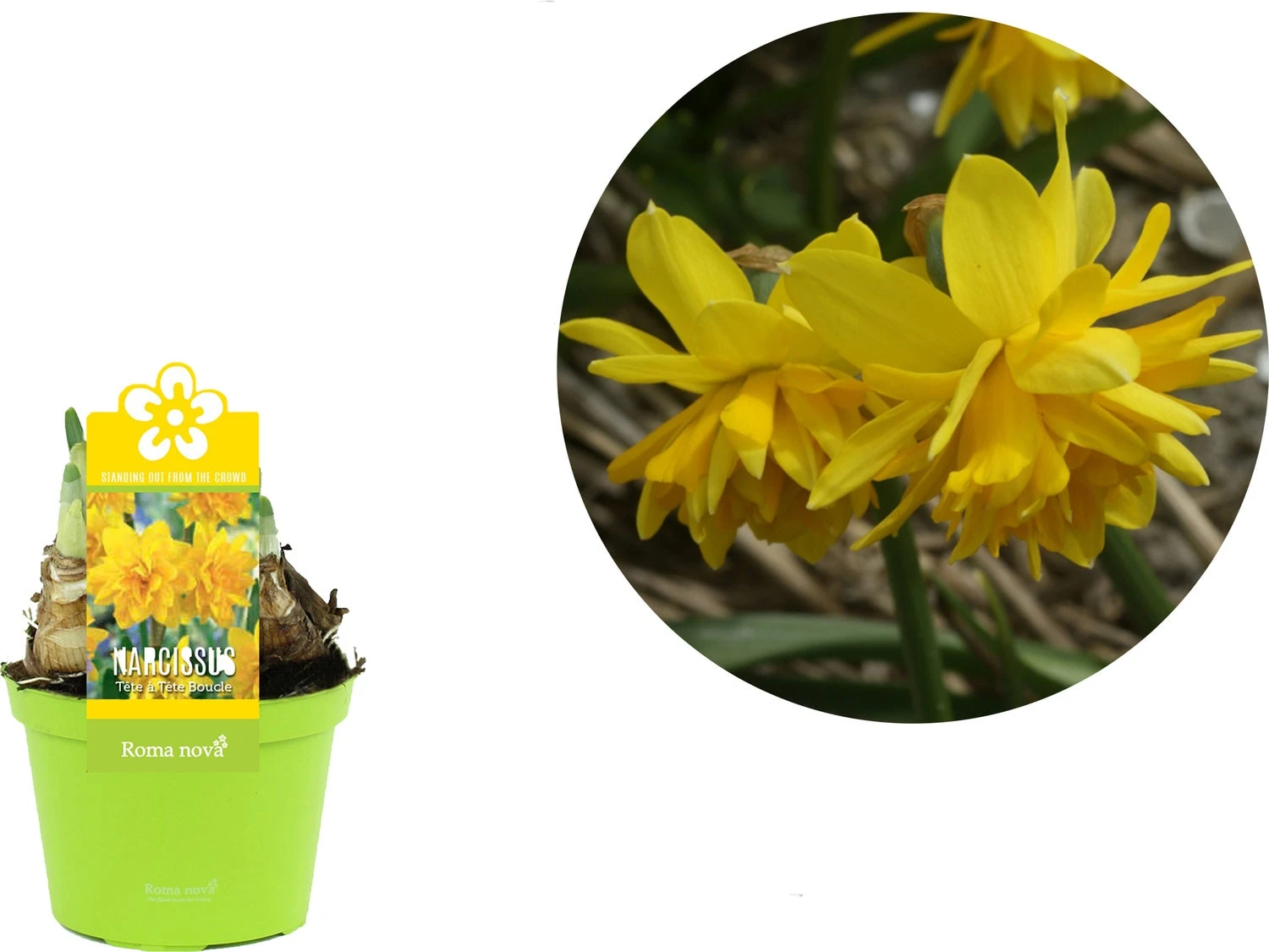 Narcis (Narcissus 'Tete Boucle') D 12 H 12 Cm 4 Narcis (Narcissus 'Tete Boucle') D 12 H 12 Cm - Afbeelding 2