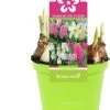 Bollen Mix (Parade Roze) D 12 H 12 Cm -Groene Bloom Winkel 8718924506554