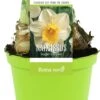 Narcis (Narcissus 'Sugar Dipped') D 12 H 12 Cm 1 Narcis (Narcissus 'Sugar Dipped') D 12 H 12 Cm -Groene Bloom Winkel 8718924506561