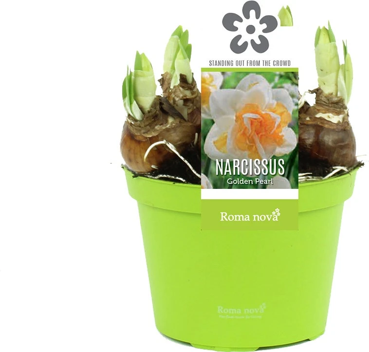 Narcis (Narcissus 'Golden Pearl') D 12 H 14 Cm 3 Narcis (Narcissus 'Golden Pearl') D 12 H 14 Cm