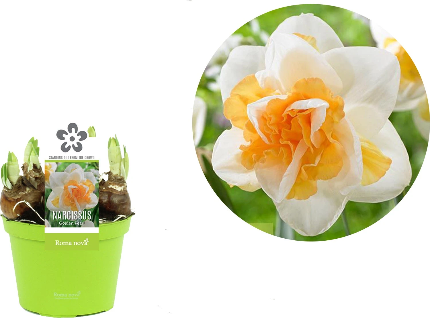 Narcis (Narcissus 'Golden Pearl') D 12 H 14 Cm 4 Narcis (Narcissus 'Golden Pearl') D 12 H 14 Cm - Afbeelding 2