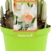 Narcis (Narcissus 'Iwona') D 12 H 14 Cm 1 Narcis (Narcissus 'Iwona') D 12 H 14 Cm -Groene Bloom Winkel 8718924506592
