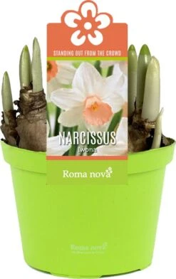 Narcis (Narcissus 'Iwona') D 12 H 14 Cm
