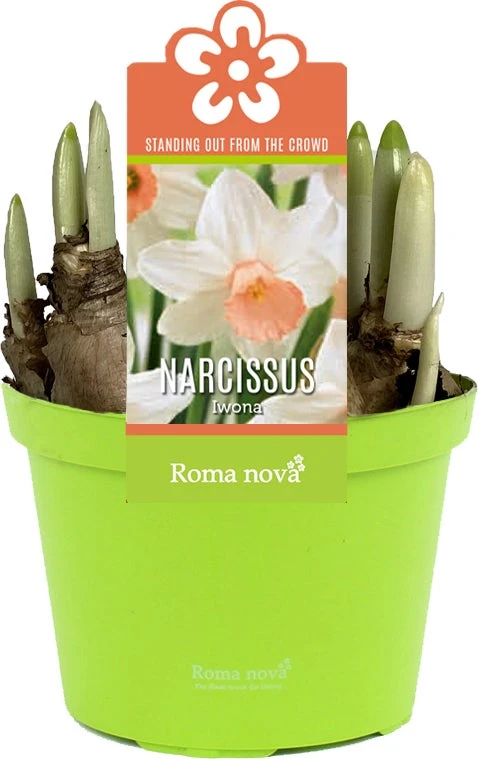 Narcis (Narcissus 'Iwona') D 12 H 14 Cm 3 Narcis (Narcissus 'Iwona') D 12 H 14 Cm