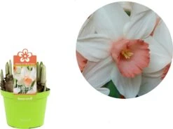 Narcis (Narcissus 'Iwona') D 12 H 14 Cm 5 Narcis (Narcissus 'Iwona') D 12 H 14 Cm -Groene Bloom Winkel 8718924506592 2