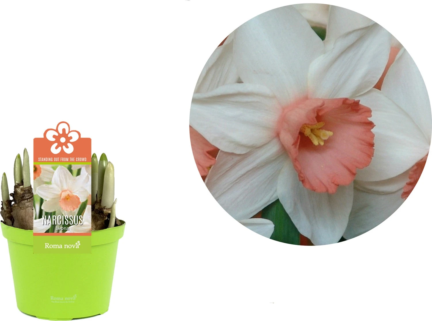 Narcis (Narcissus 'Iwona') D 12 H 14 Cm 4 Narcis (Narcissus 'Iwona') D 12 H 14 Cm - Afbeelding 2