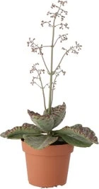 Kalanchoë (Kalanchoë Humilis) D 12 H 30 Cm