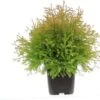 Levensboom (Thuja Occidentalis 'Fire Chief') D 17 H 25 Cm 2 Levensboom (Thuja Occidentalis 'Fire Chief') D 17 H 25 Cm -Groene Bloom Winkel 8720196212781 0 1