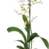 Tijgerorchidee (Oncidium 'Munsterland Stern') D 12 H 55 Cm 2 Tijgerorchidee (Oncidium 'Munsterland Stern') D 12 H 55 Cm -Groene Bloom Winkel 8720196220137