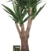 Yucca (Yucca Elephantipes) D 40 H 150 Cm 2 Yucca (Yucca Elephantipes) D 40 H 150 Cm -Groene Bloom Winkel 8720196220311