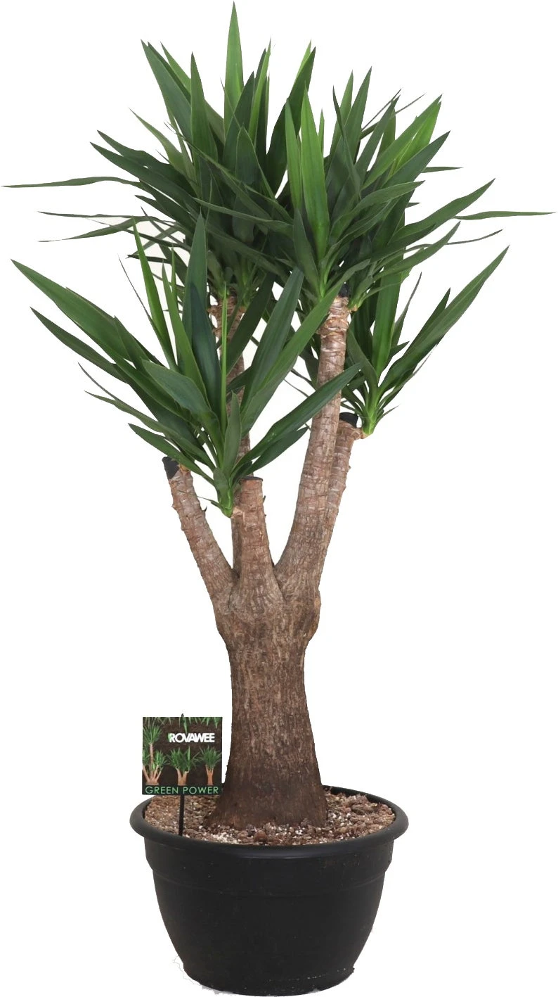 Yucca (Yucca Elephantipes) D 40 H 150 Cm 4 Yucca (Yucca Elephantipes) D 40 H 150 Cm - Afbeelding 2