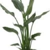 Paradijsvogelbloem (Strelitzia Reginae) D 19 H 85 Cm 2 Paradijsvogelbloem (Strelitzia Reginae) D 19 H 85 Cm -Groene Bloom Winkel 8720196220922
