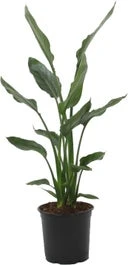 Paradijsvogelbloem (Strelitzia Reginae) D 19 H 85 Cm