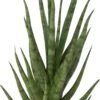 Vrouwentong (Sansevieria 'Torch') D 12 H 40 Cm 1 Vrouwentong (Sansevieria 'Torch') D 12 H 40 Cm -Groene Bloom Winkel 8720196221219 1