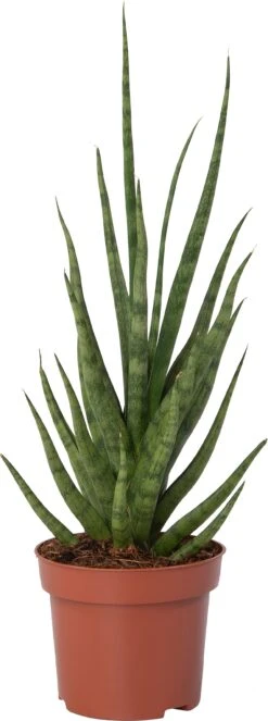 Vrouwentong (Sansevieria 'Torch') D 12 H 40 Cm