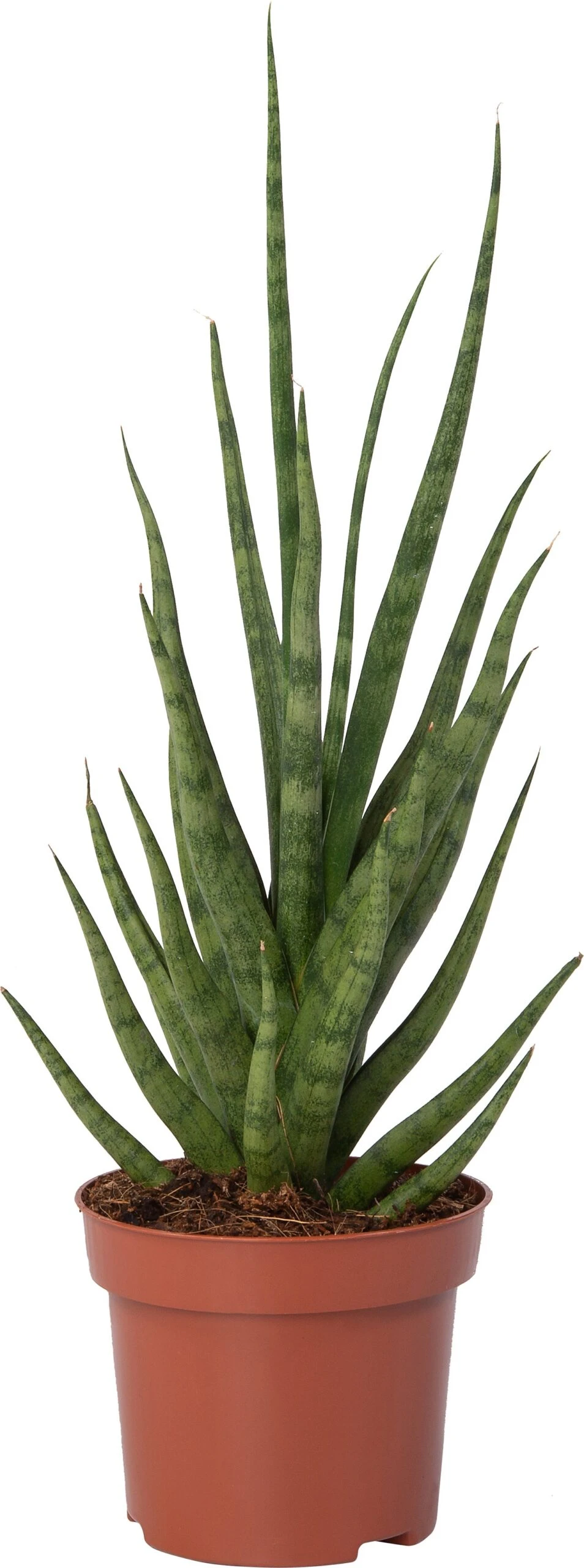 Vrouwentong (Sansevieria 'Torch') D 12 H 40 Cm 3 Vrouwentong (Sansevieria 'Torch') D 12 H 40 Cm