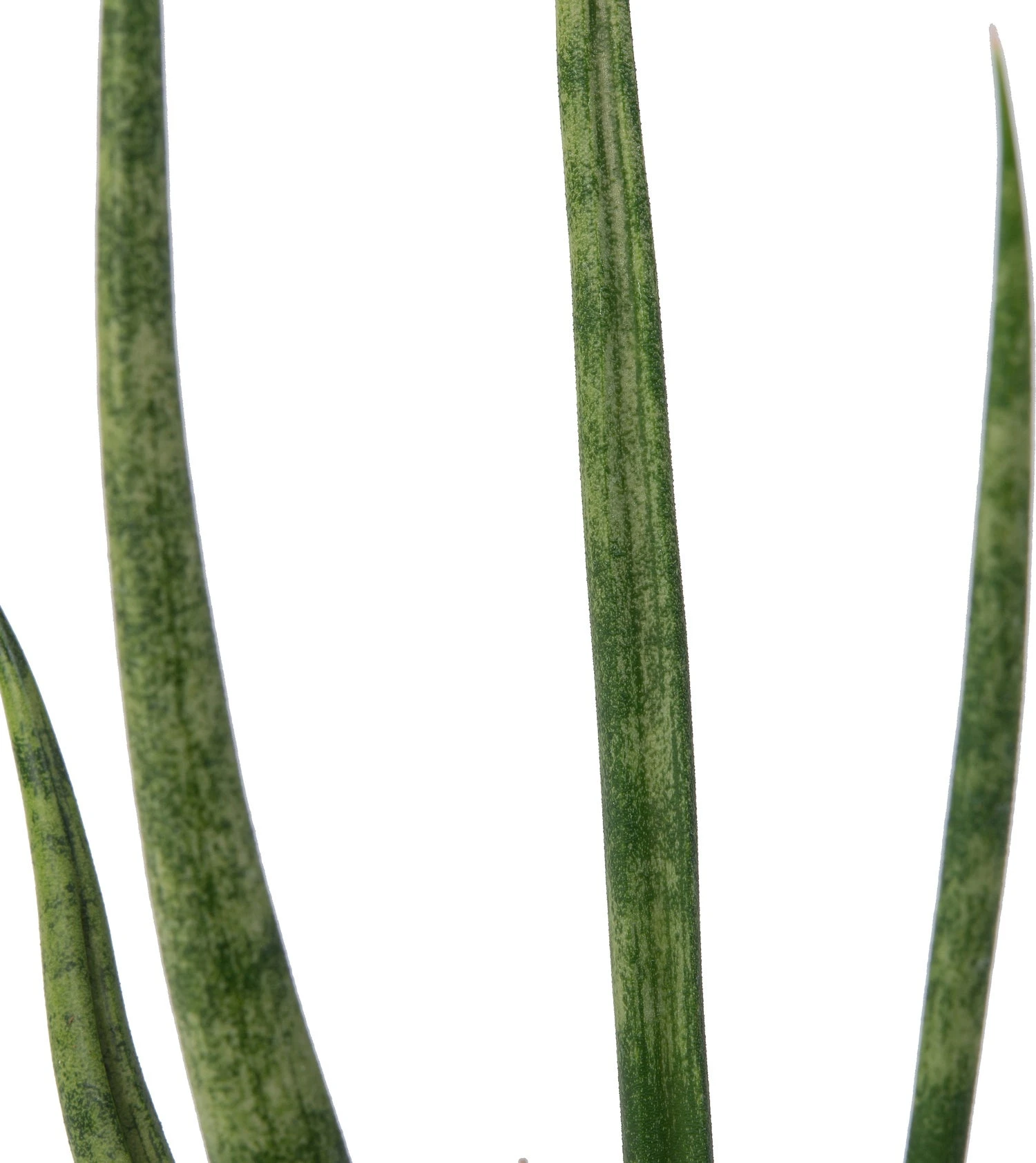 Vrouwentong (Sansevieria 'Torch') D 12 H 40 Cm 4 Vrouwentong (Sansevieria 'Torch') D 12 H 40 Cm - Afbeelding 2
