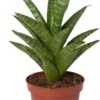 Vrouwentong (Sansevieria 'Tough Lady') D 10 H 25 Cm -Groene Bloom Winkel 8720196221233