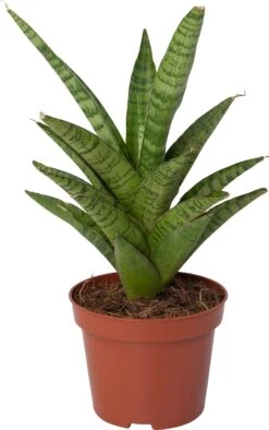 Vrouwentong (Sansevieria 'Tough Lady') D 10 H 25 Cm