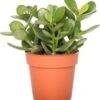 Crassula (Crassula 'Minova Magic') D 12 H 20 Cm 1 Crassula (Crassula 'Minova Magic') D 12 H 20 Cm -Groene Bloom Winkel 8720196221288
