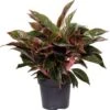 Aglaonema (Aglaonema 'Jungle Red') D 19 H 45 Cm -Groene Bloom Winkel 8720196221448 1