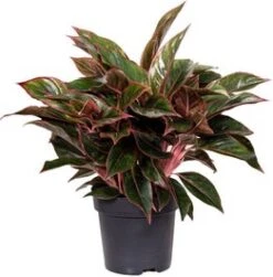 Aglaonema (Aglaonema 'Jungle Red') D 19 H 45 Cm