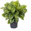 Aglaonema (Aglaonema 'Lemon Mint') D 19 H 45 Cm 2 Aglaonema (Aglaonema 'Lemon Mint') D 19 H 45 Cm -Groene Bloom Winkel 8720196221455 1
