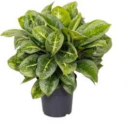 Aglaonema (Aglaonema 'Lemon Mint') D 19 H 45 Cm 3 Aglaonema (Aglaonema 'Lemon Mint') D 19 H 45 Cm