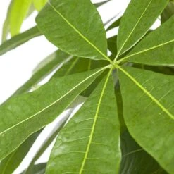 Geldboom (Pachira Aquatica) D 27 H 150 Cm 5 Geldboom (Pachira Aquatica) D 27 H 150 Cm -Groene Bloom Winkel 8720196221479 2