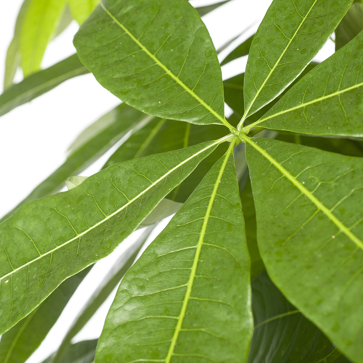 Geldboom (Pachira Aquatica) D 27 H 150 Cm 4 Geldboom (Pachira Aquatica) D 27 H 150 Cm - Afbeelding 2