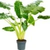 Olifantsoor (Alocasia Lutea) D 24 H 110 Cm -Groene Bloom Winkel 8720196221615 1