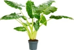 Olifantsoor (Alocasia Lutea) D 24 H 110 Cm