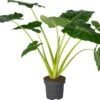 Olifantsoor (Alocasia Lutea) D 32 H 140 Cm -Groene Bloom Winkel 8720196221622