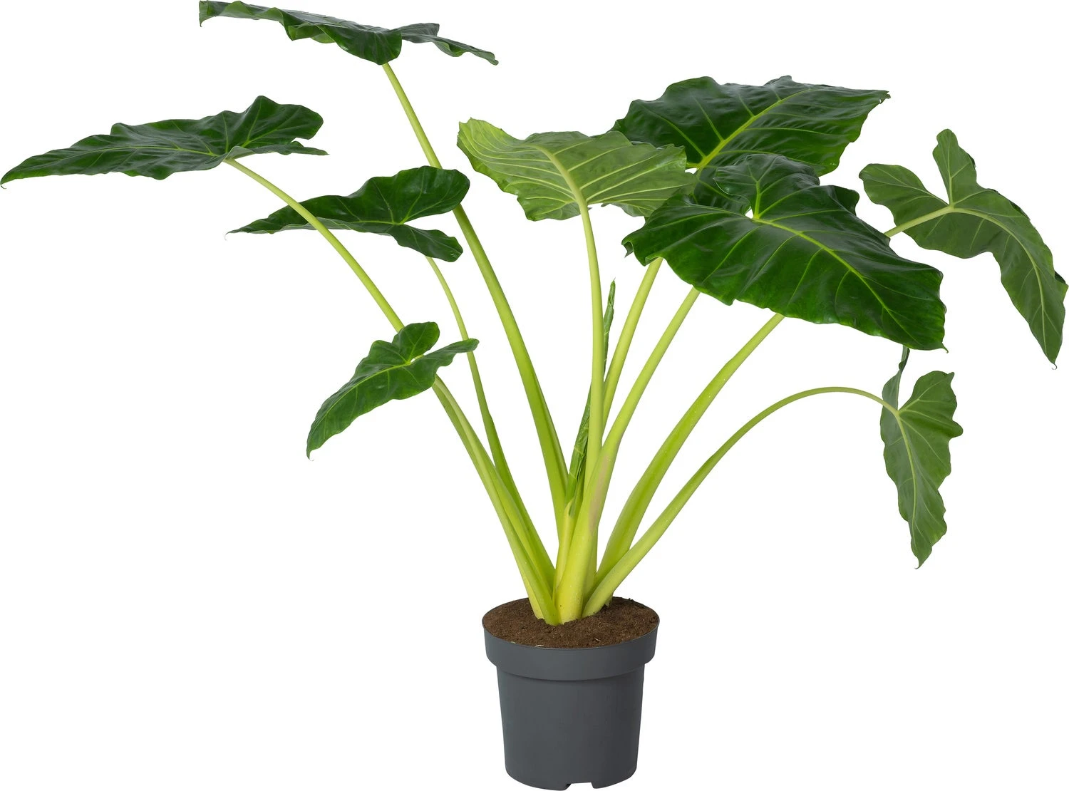 Olifantsoor (Alocasia Lutea) D 32 H 140 Cm 3 Olifantsoor (Alocasia Lutea) D 32 H 140 Cm