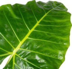 Olifantsoor (Alocasia Lutea) D 32 H 140 Cm 5 Olifantsoor (Alocasia Lutea) D 32 H 140 Cm -Groene Bloom Winkel 8720196221622 1